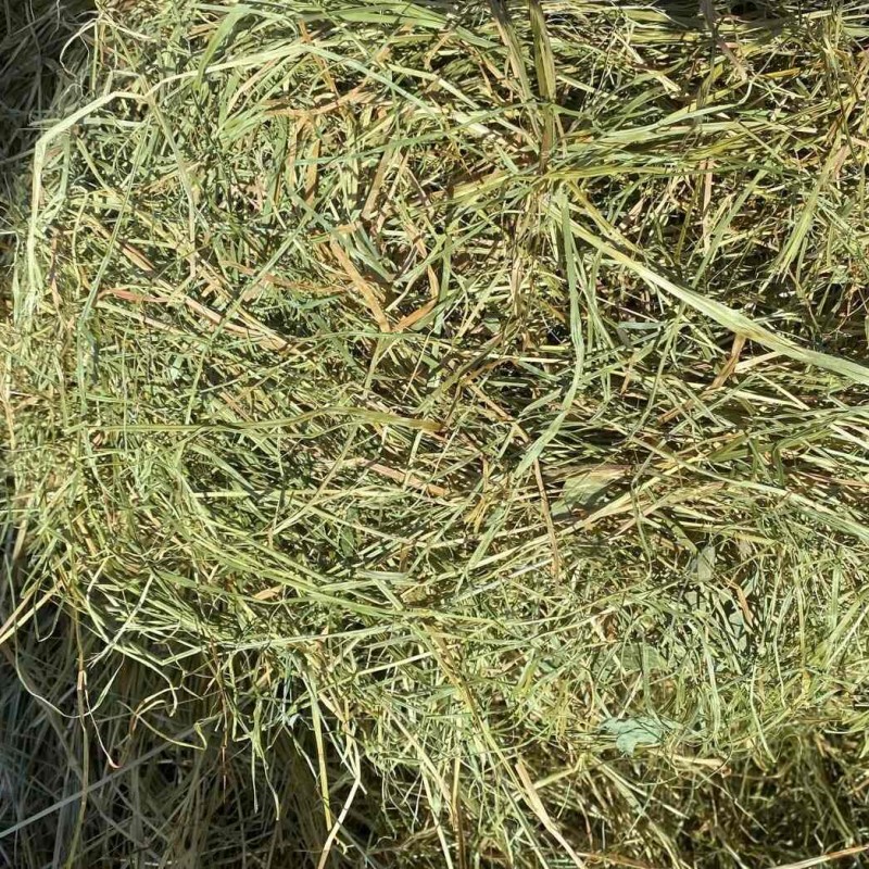 Meadow Hay