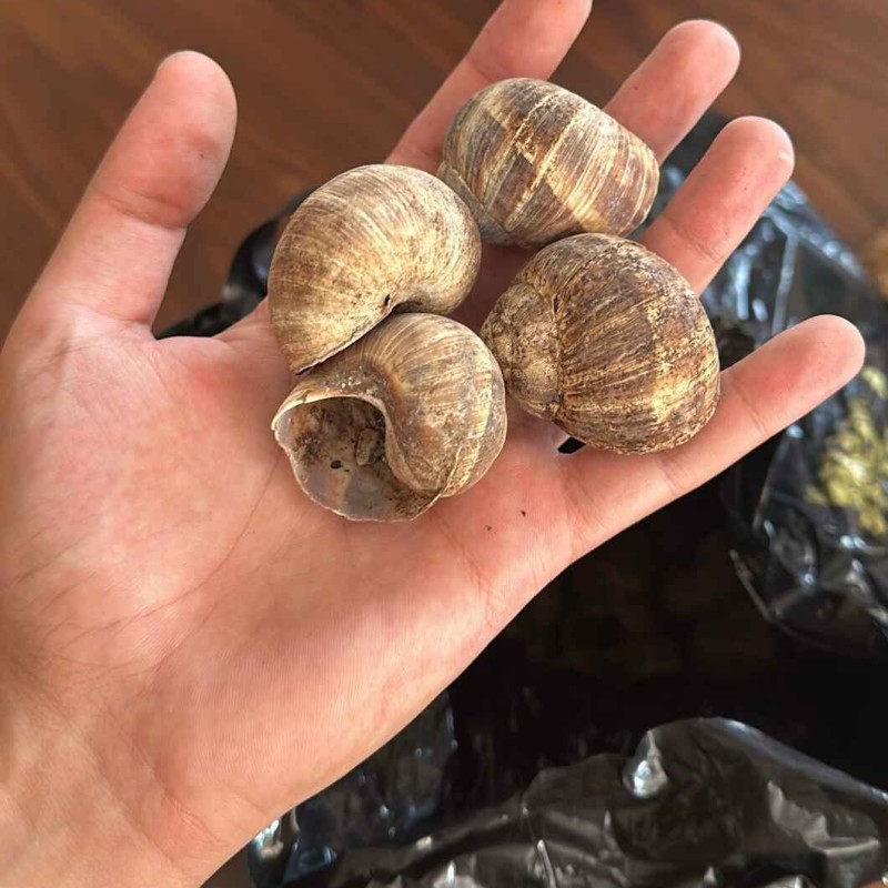 Snails