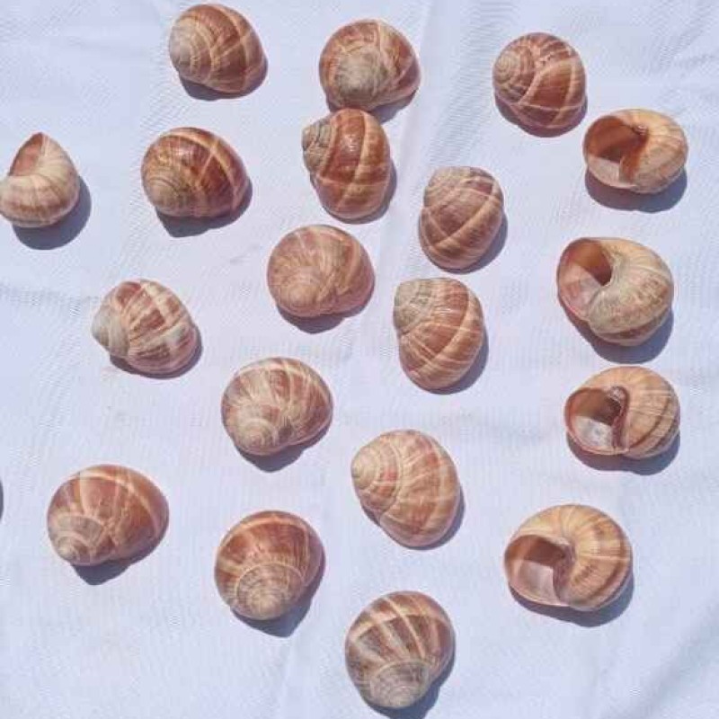 Snails